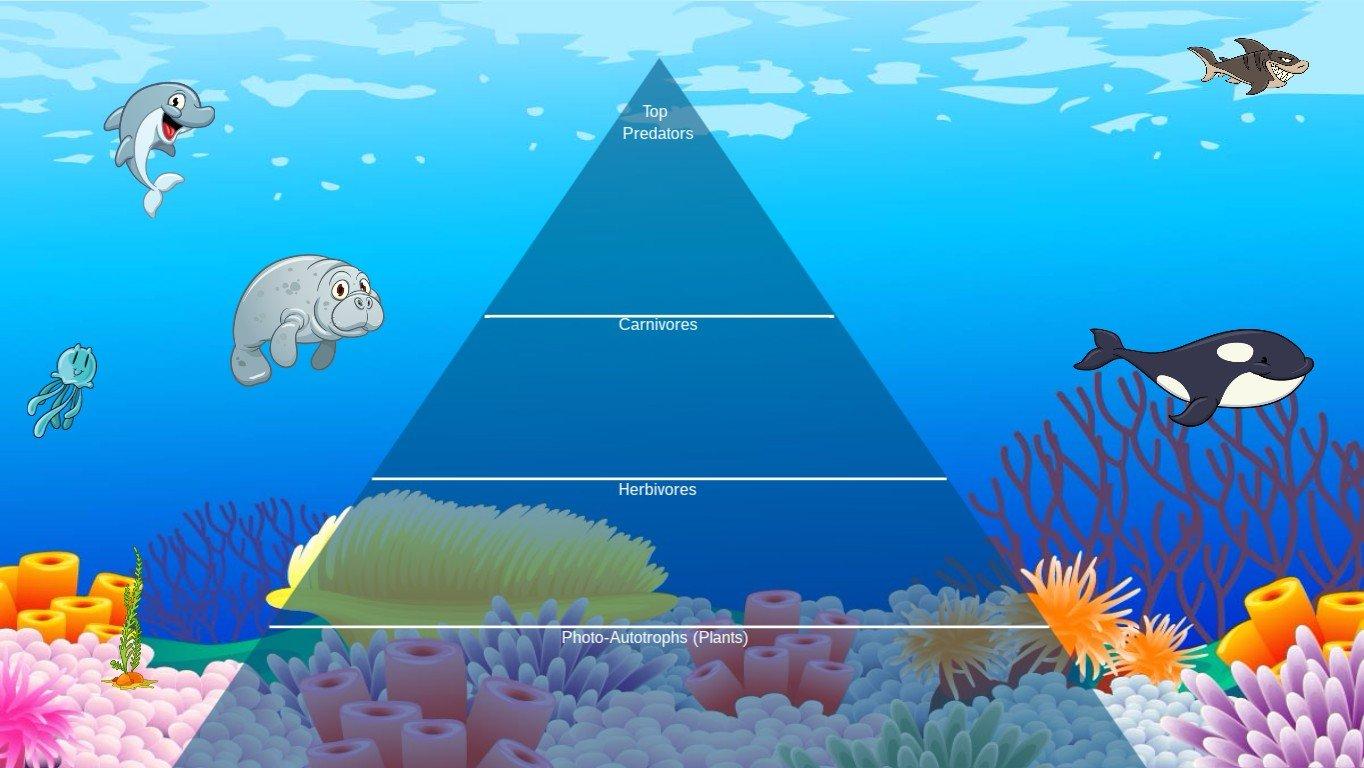 Ocean Ecological Pyramid