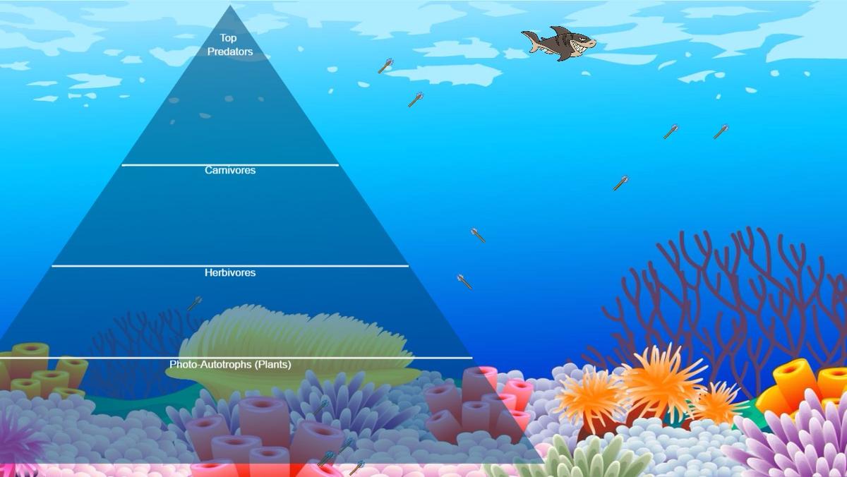 Ocean Ecological Pyramid