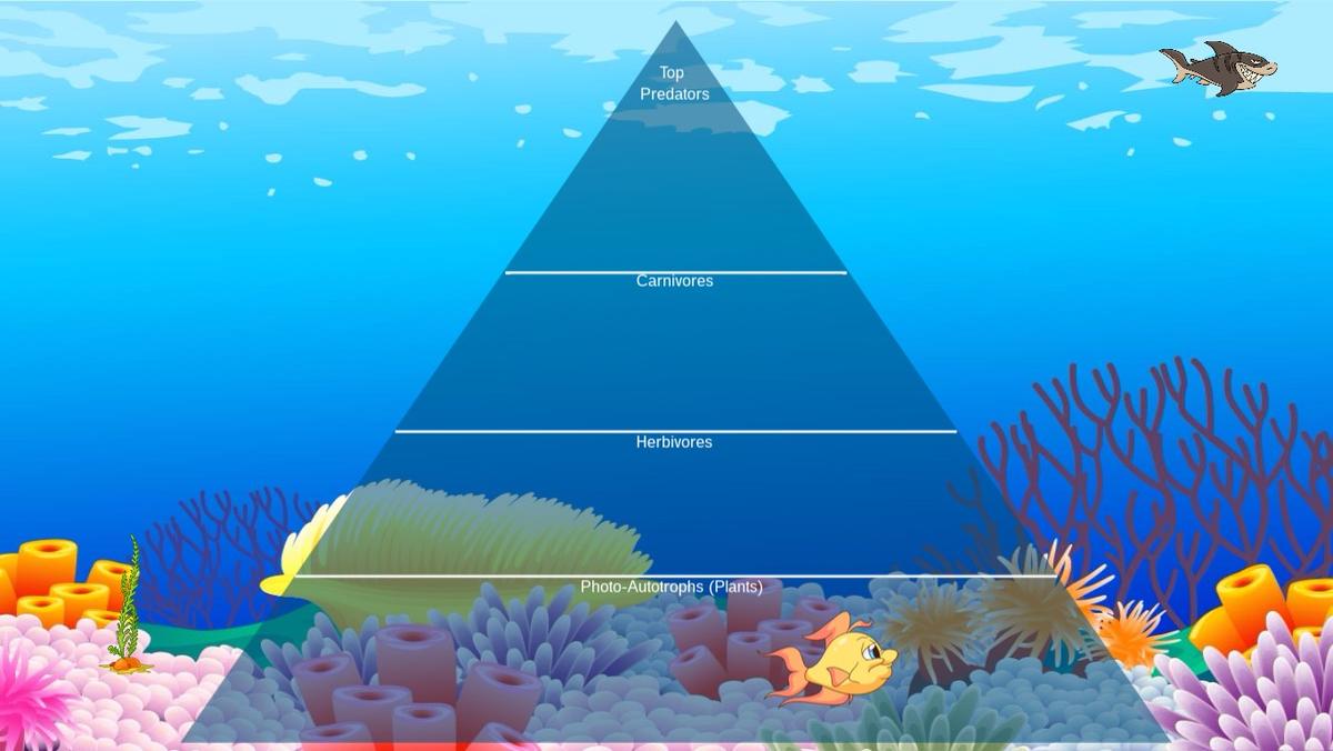 Ocean Ecological Pyramid