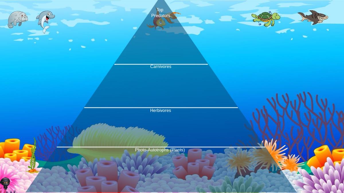 Ocean Ecological Pyramid