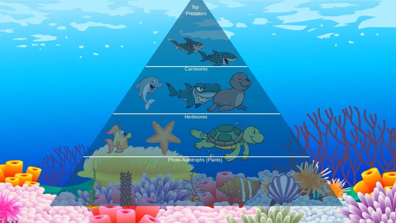 Ocean Ecological Pyramid