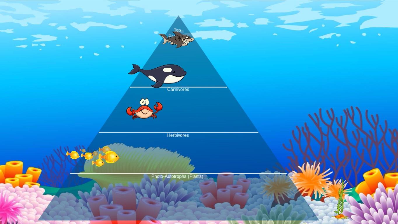 Ocean Ecological Pyramid