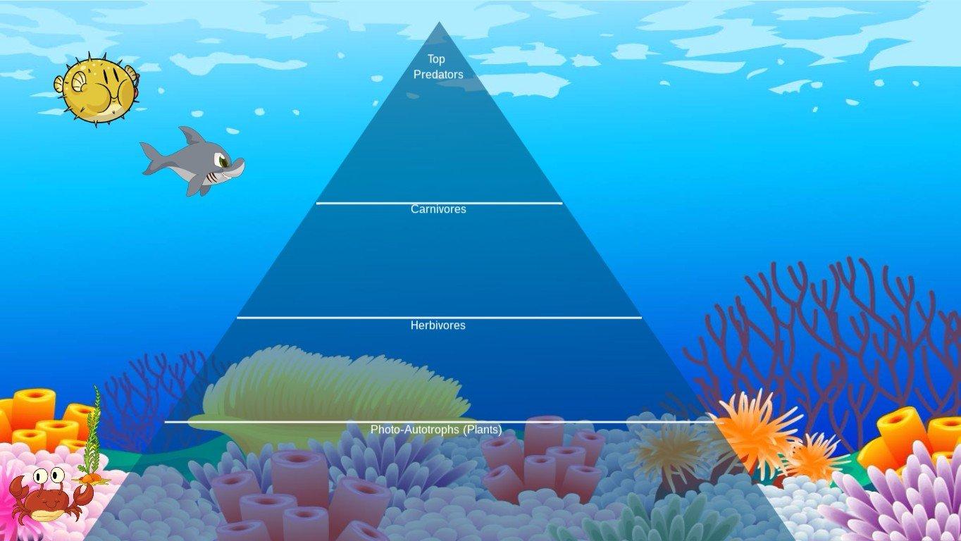 Ocean Ecological Pyramid