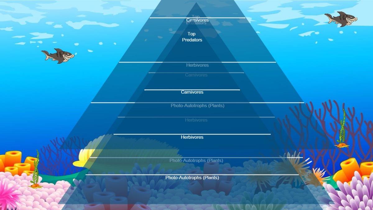 Ocean Ecological Pyramid