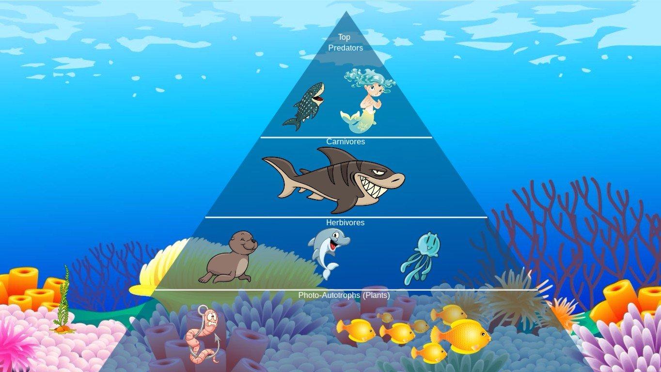 Ocean Ecological Pyramid