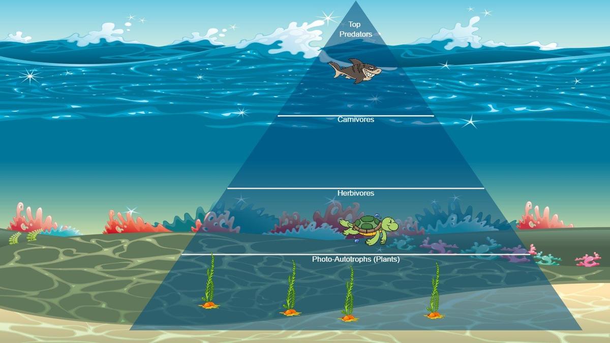 Ocean Ecological Pyramid