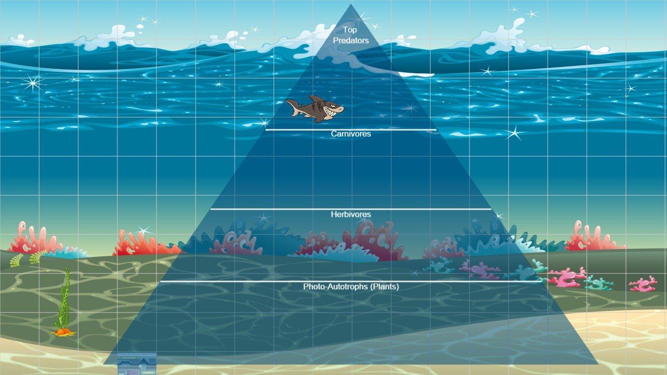 Ocean Ecological Pyramid