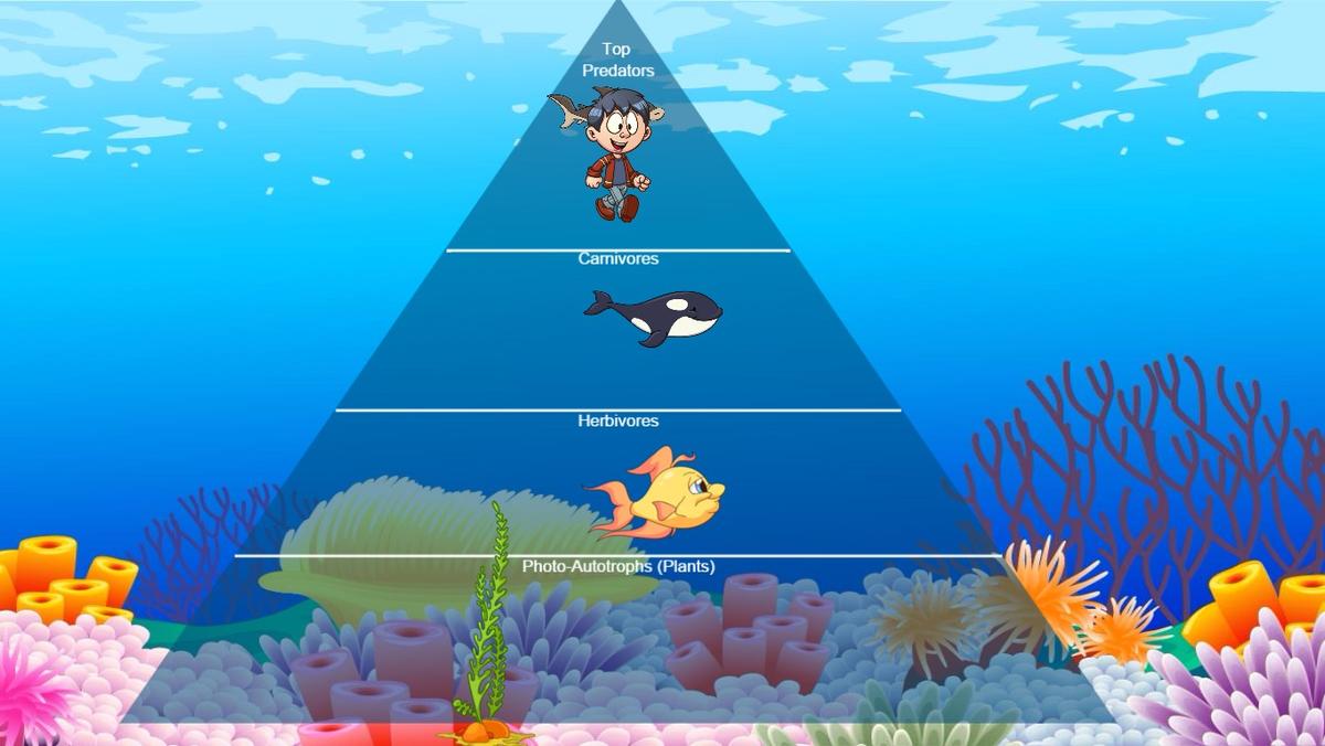 Ocean Ecological Pyramid