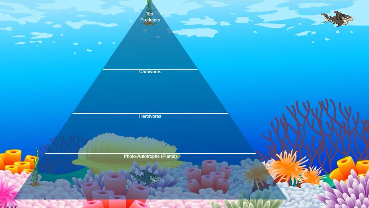 Ocean Ecological Pyramid