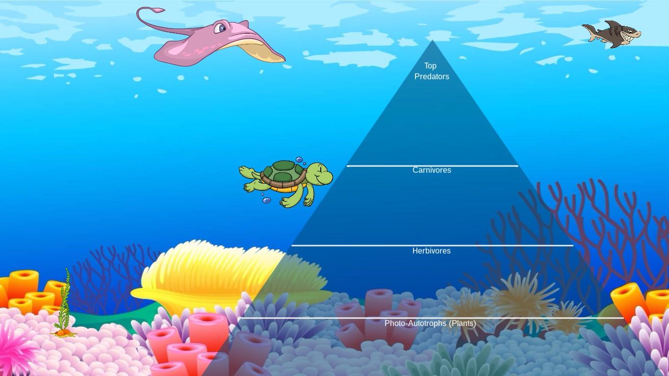 Ocean Ecological Pyramid