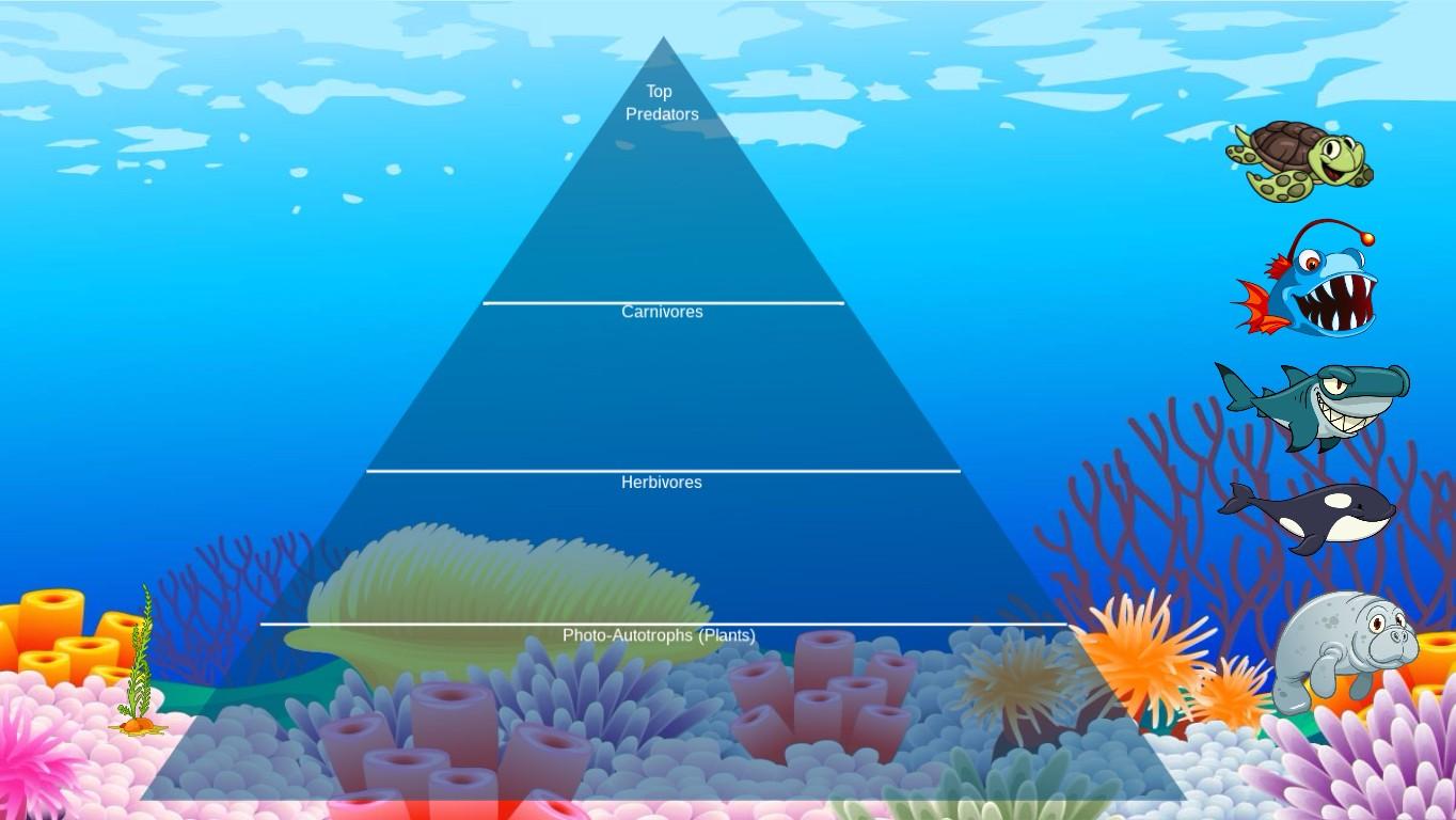 Ocean Ecological Pyramid