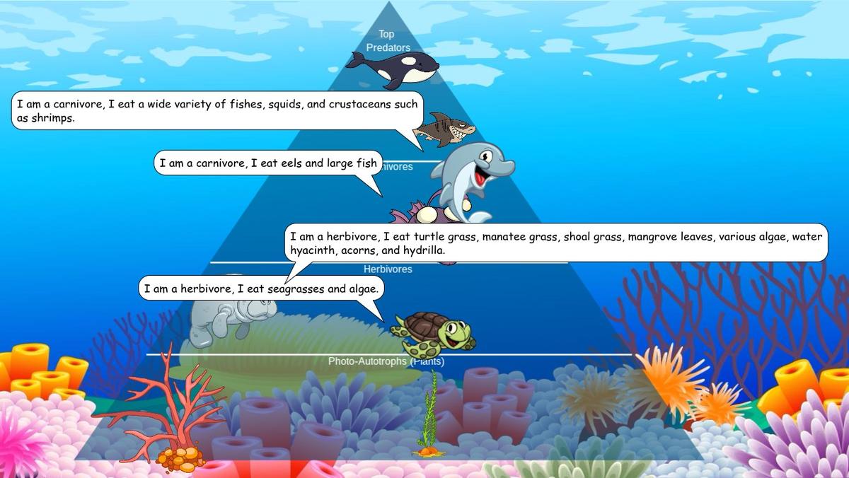 Ocean Ecological Pyramid