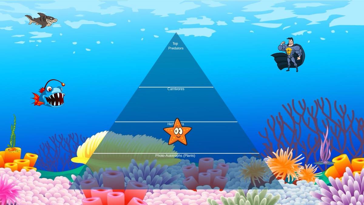 Ocean Ecological Pyramid