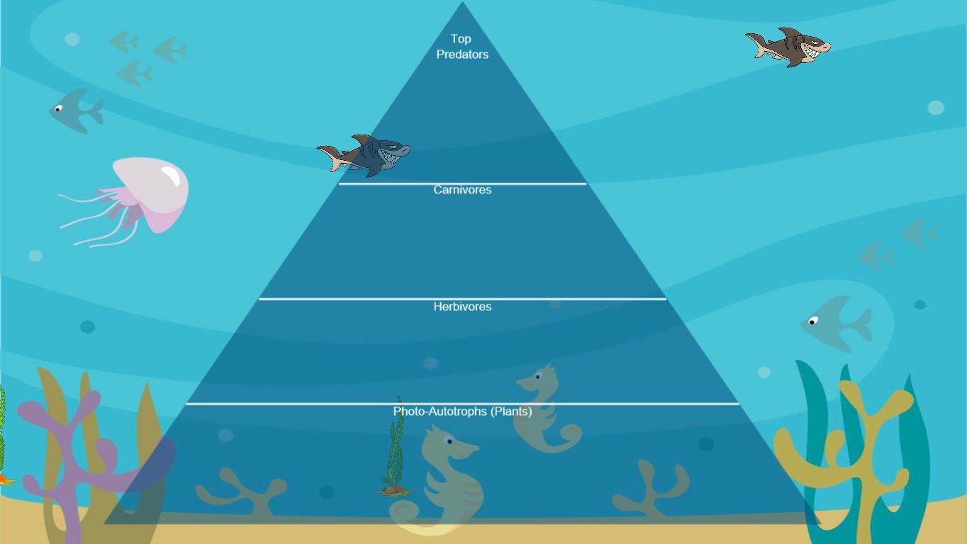 Ocean Ecological Pyramid