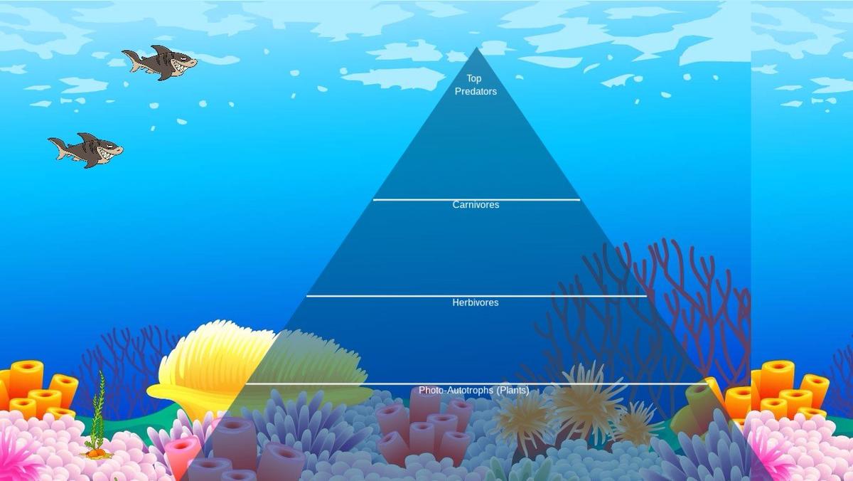 Ocean Ecological Pyramid