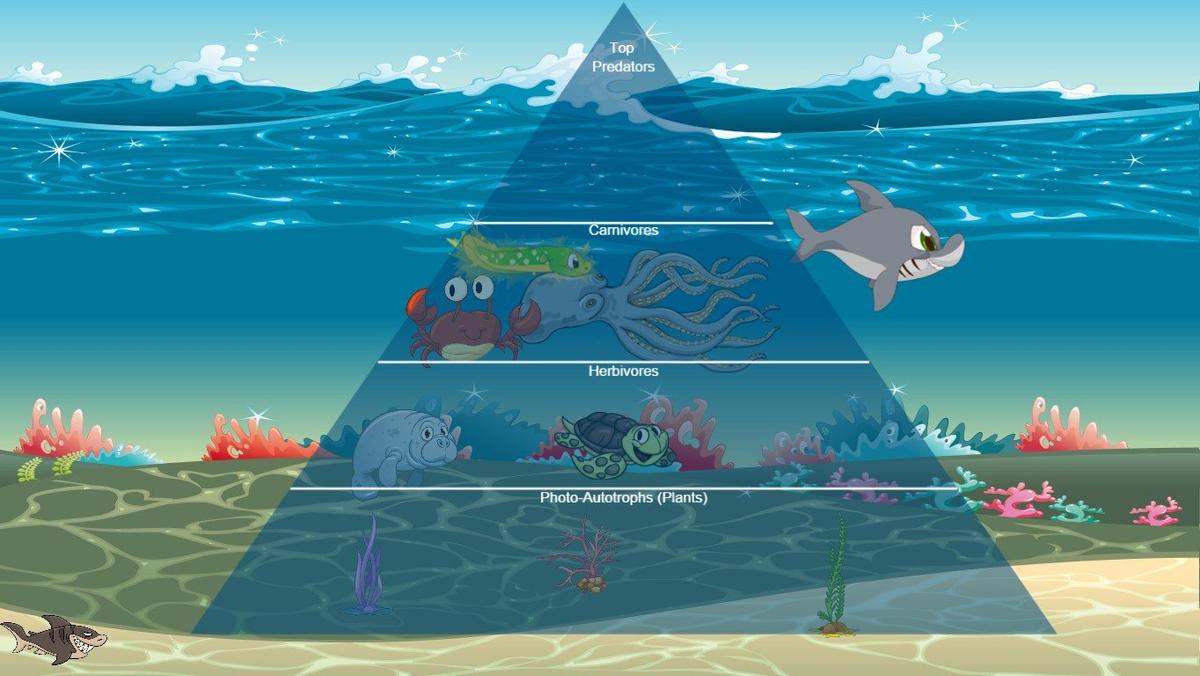 Ocean Ecological Pyramid