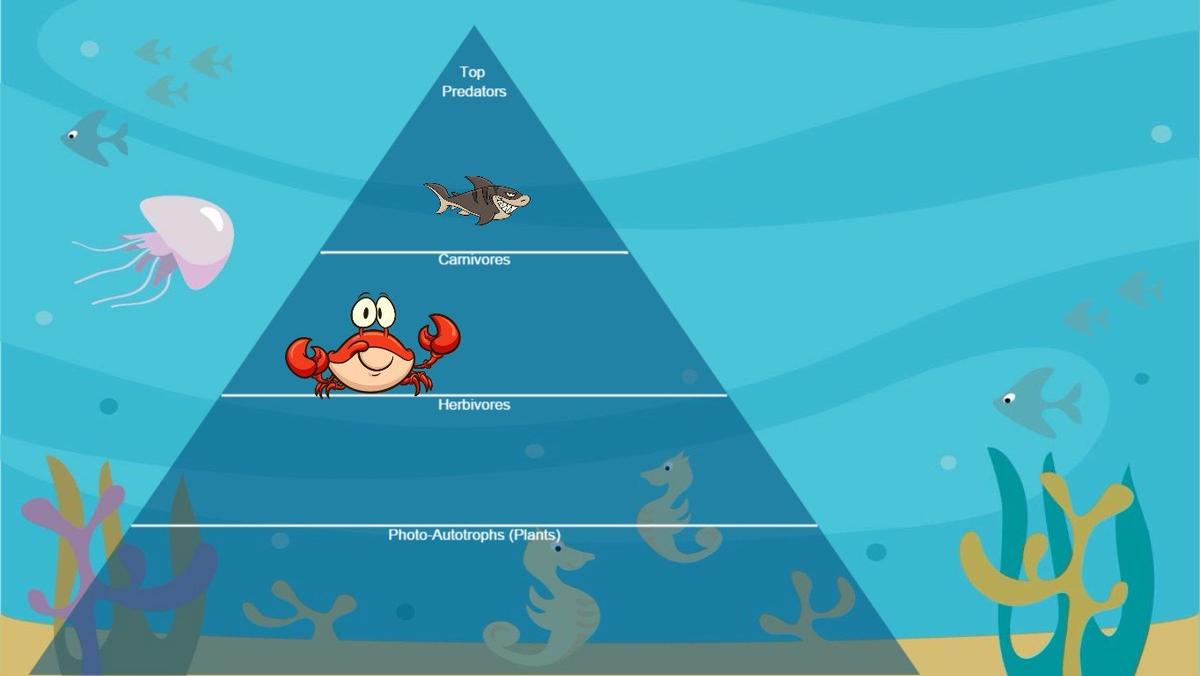 Ocean Ecological Pyramid