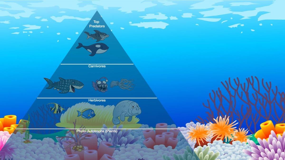 Ocean Ecological Pyramid