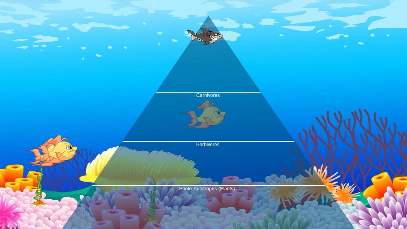 Ocean Ecological Pyramid