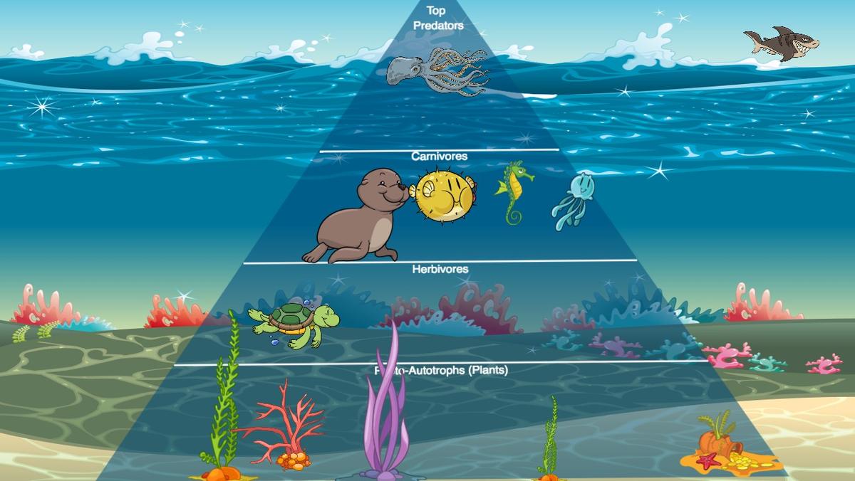 Ocean Ecological Pyramid