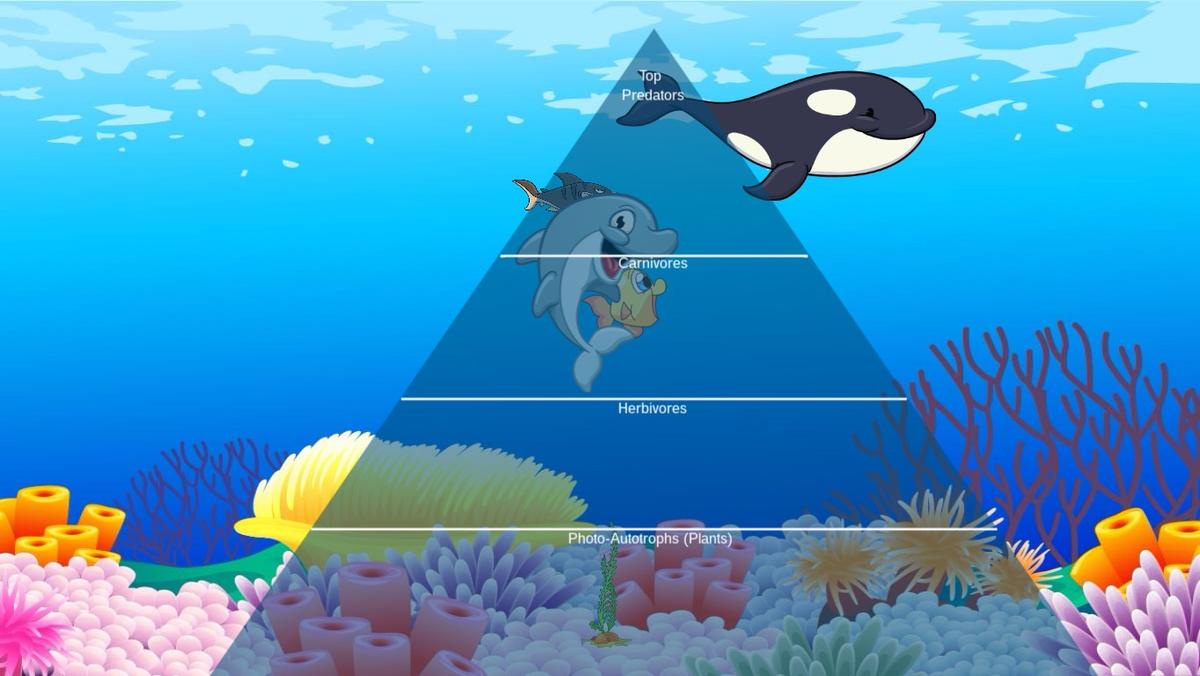 Ocean Ecological Pyramid