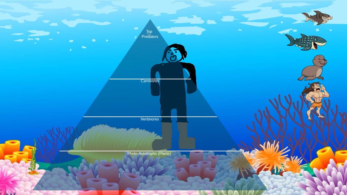 Ocean Ecological Pyramid