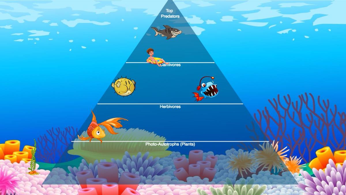 Ocean Ecological Pyramid