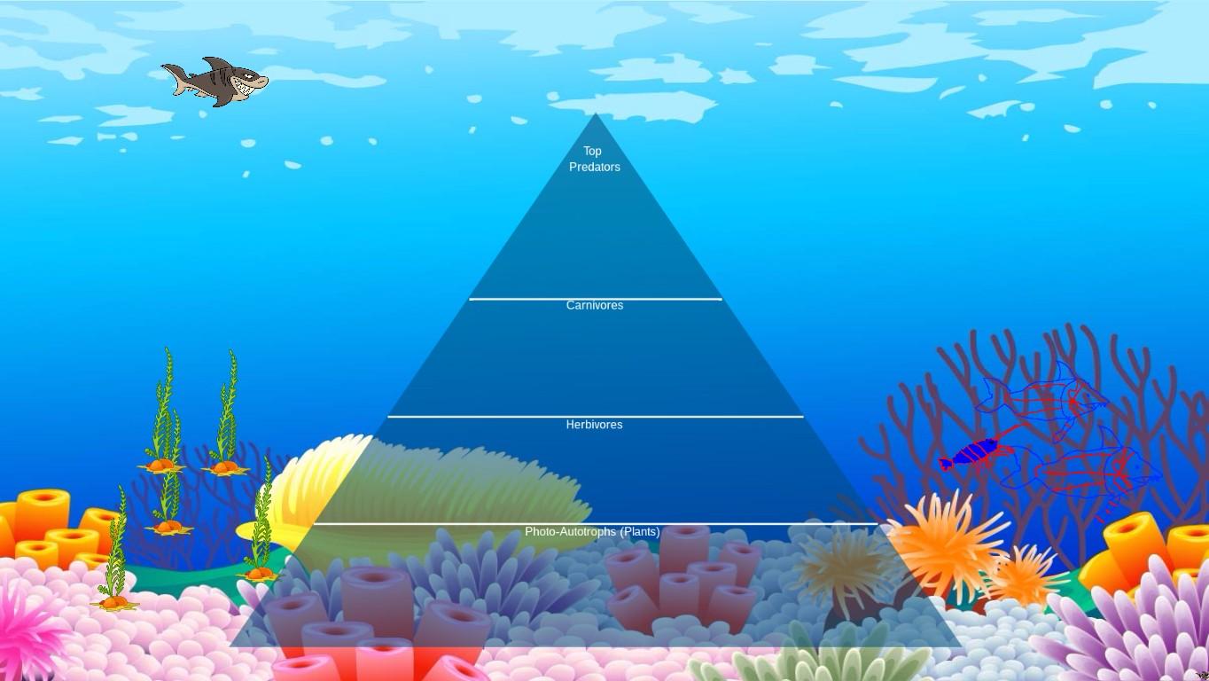 Ocean Ecological Pyramid