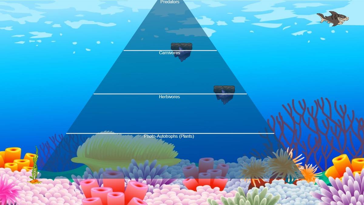 Ocean Ecological Pyramid