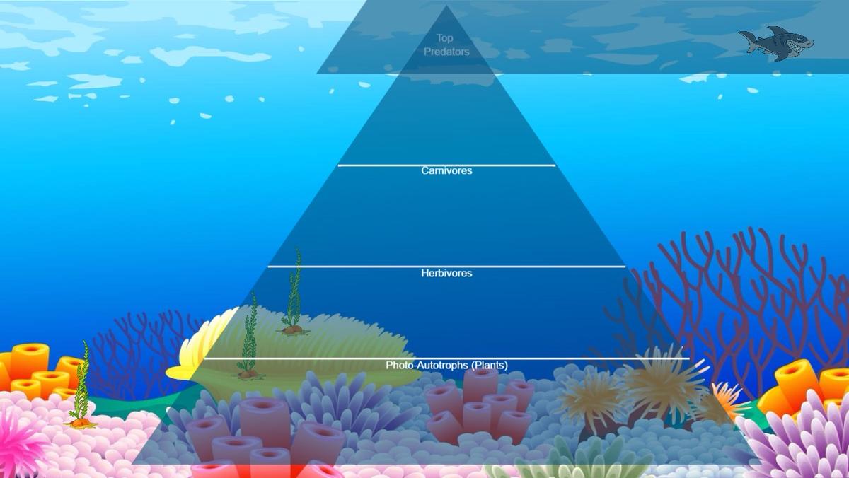 Ocean Ecological Pyramid