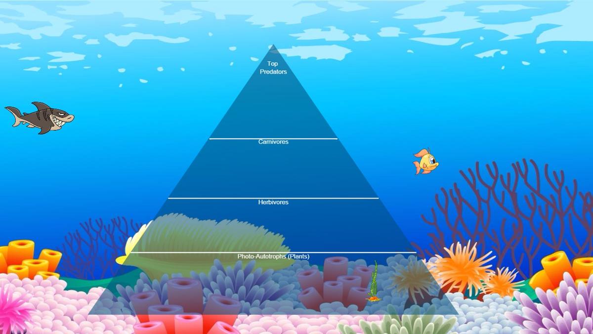 Ocean Ecological Pyramid