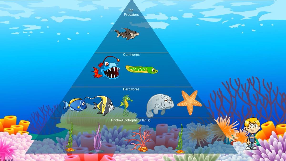 Ocean Ecological Pyramid