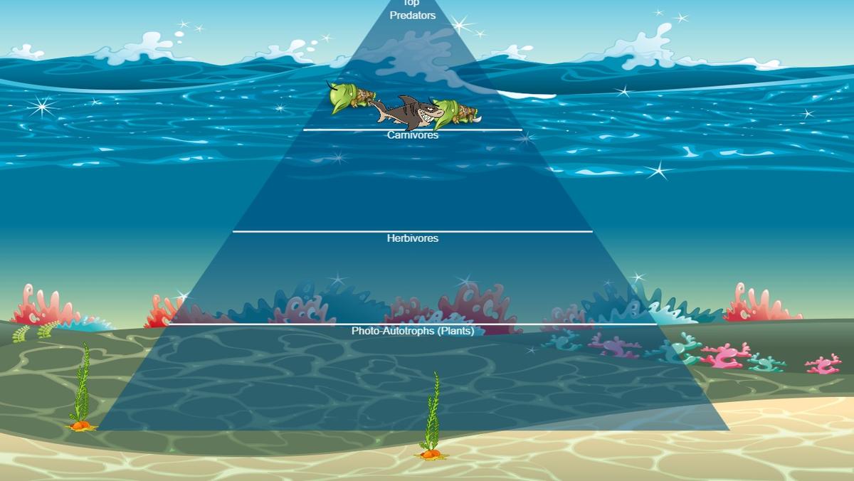 Ocean Ecological Pyramid