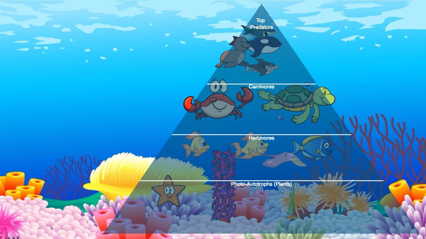 Ocean Ecological Pyramid