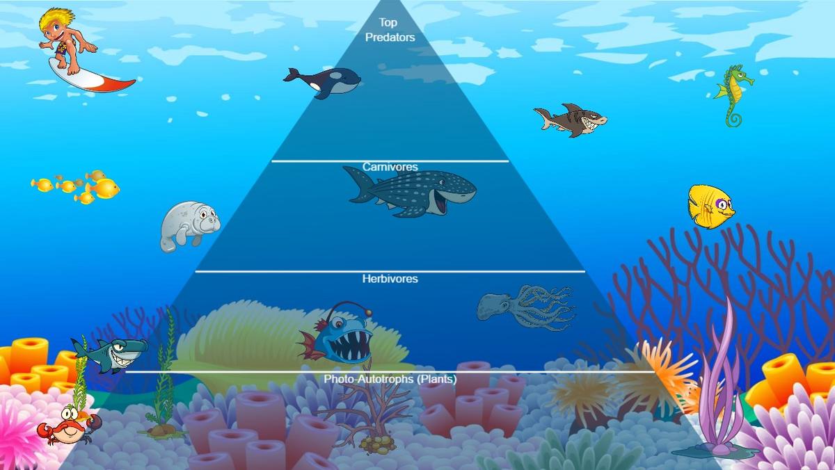 Ocean Ecological Pyramid