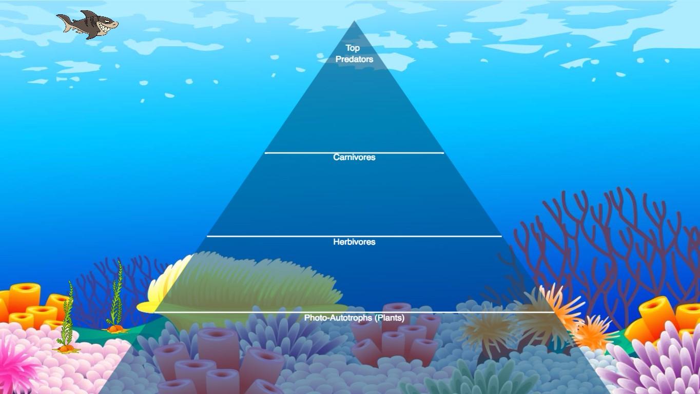 Ocean Ecological Pyramid