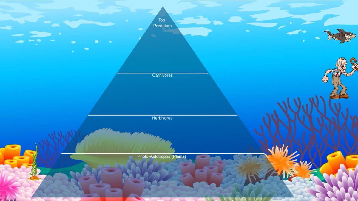 Ocean Ecological Pyramid