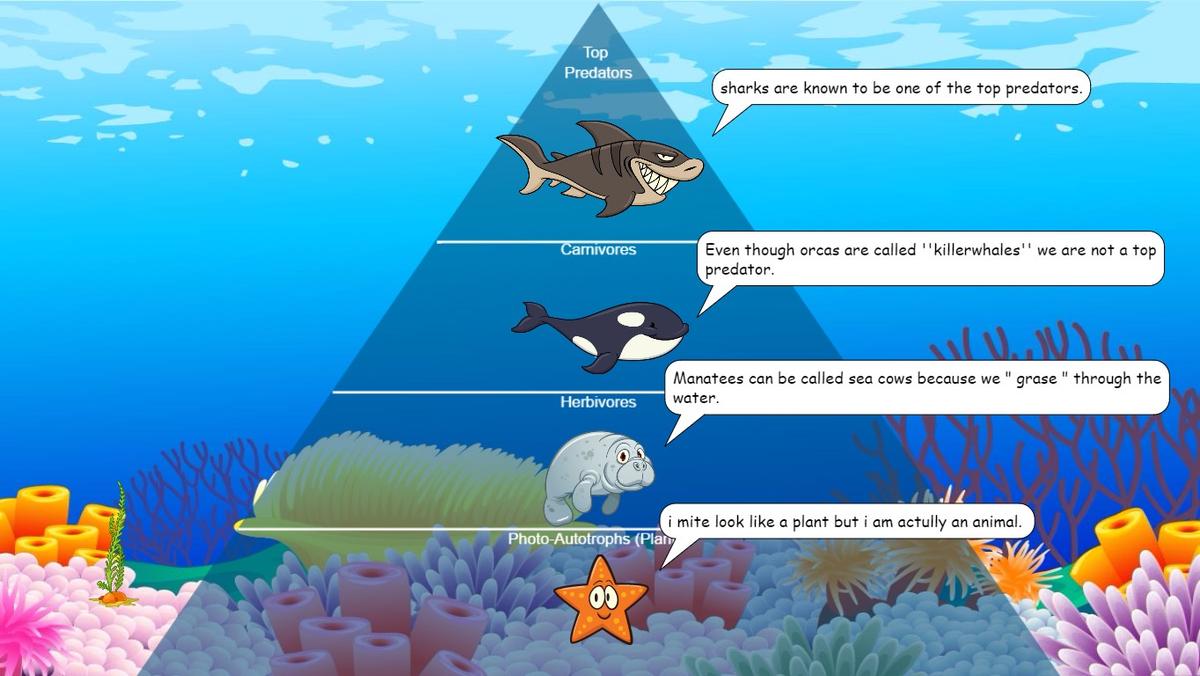 Ocean Ecological Pyramid