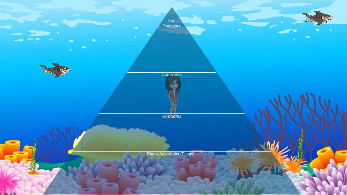 Ocean Ecological Pyramid