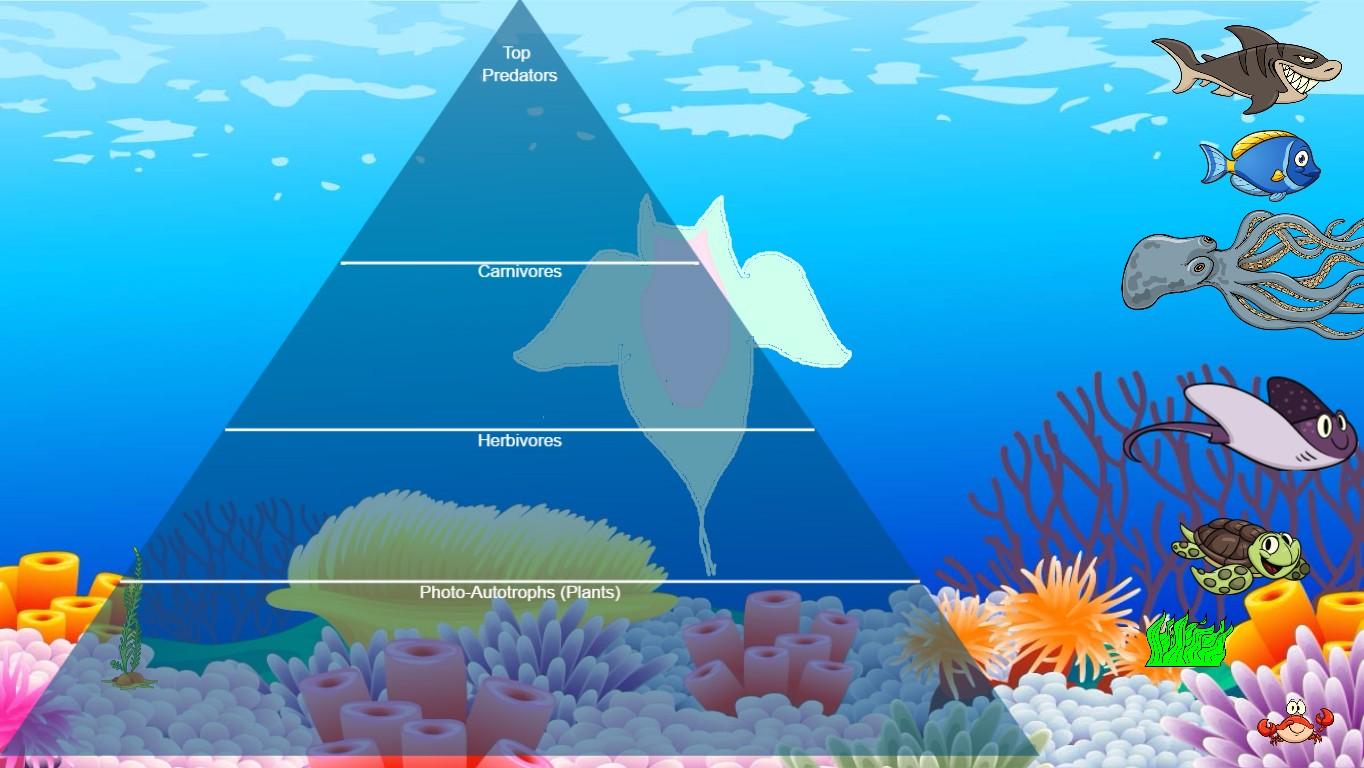 Ocean Ecological Pyramid