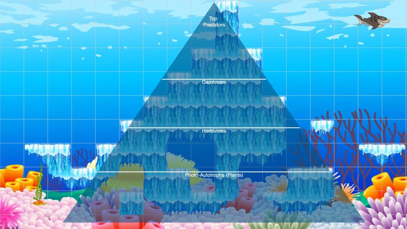 Ocean Ecological Pyramid