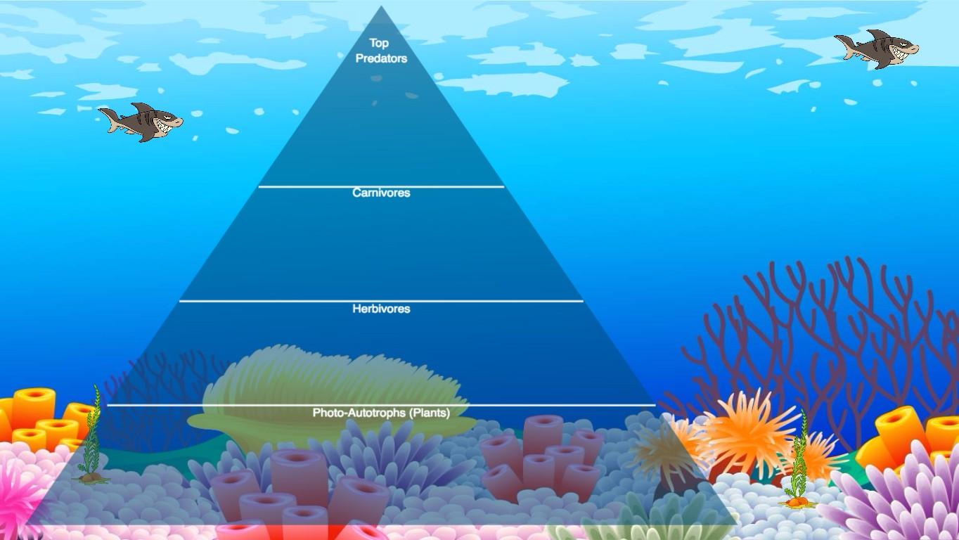 Ocean Ecological Pyramid