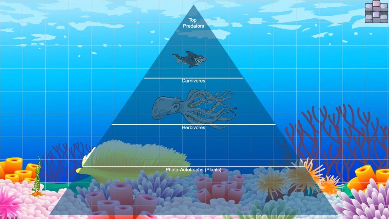 Ocean Ecological Pyramid