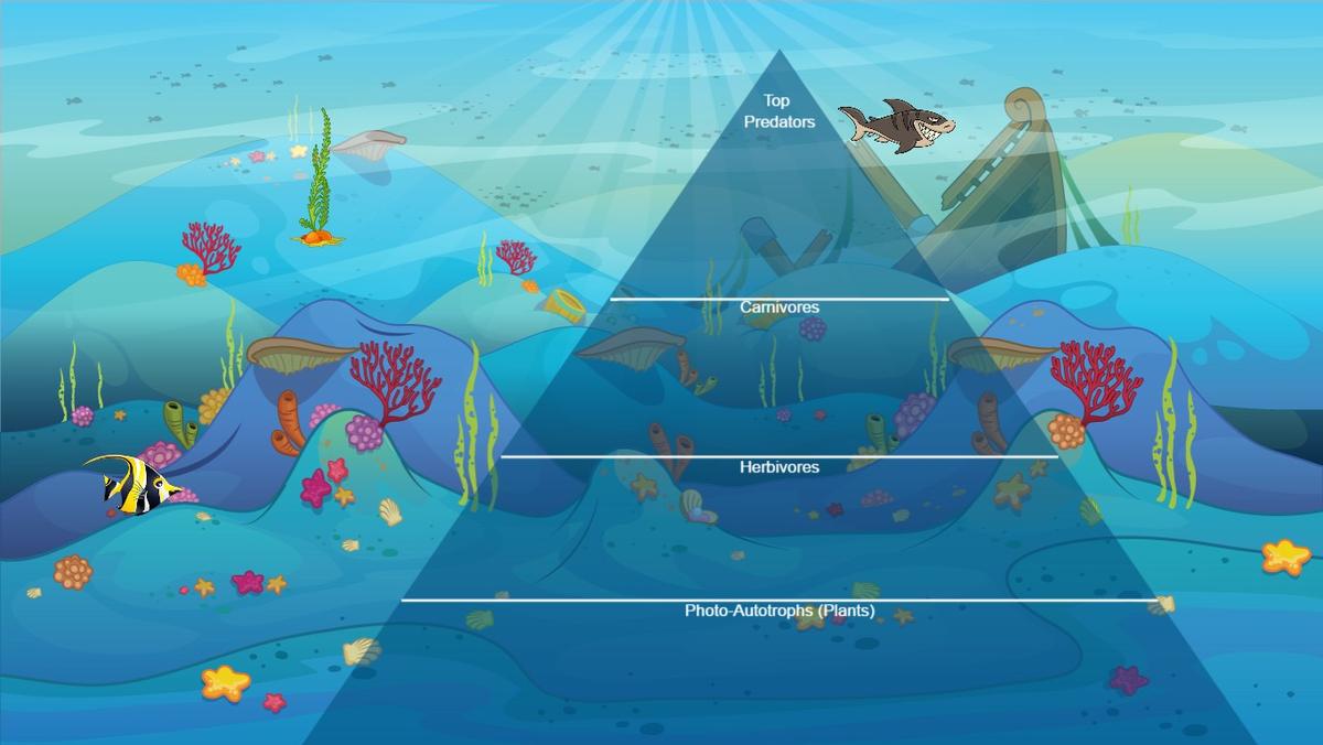 Ocean Ecological Pyramid