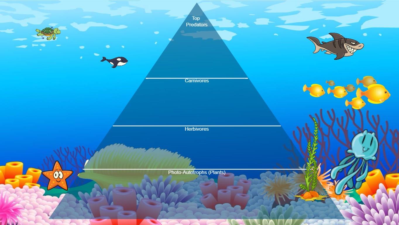 Ocean Ecological Pyramid