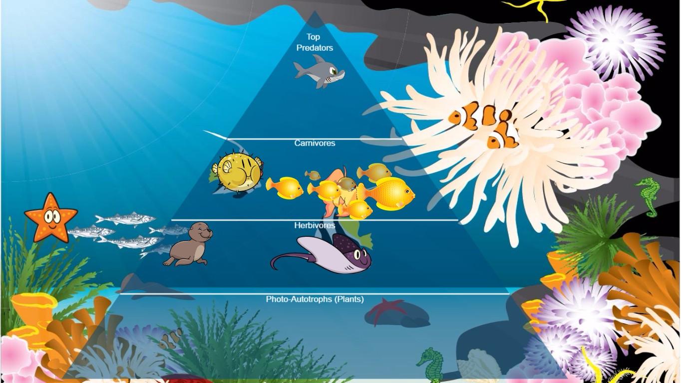 Ocean Ecological Pyramid