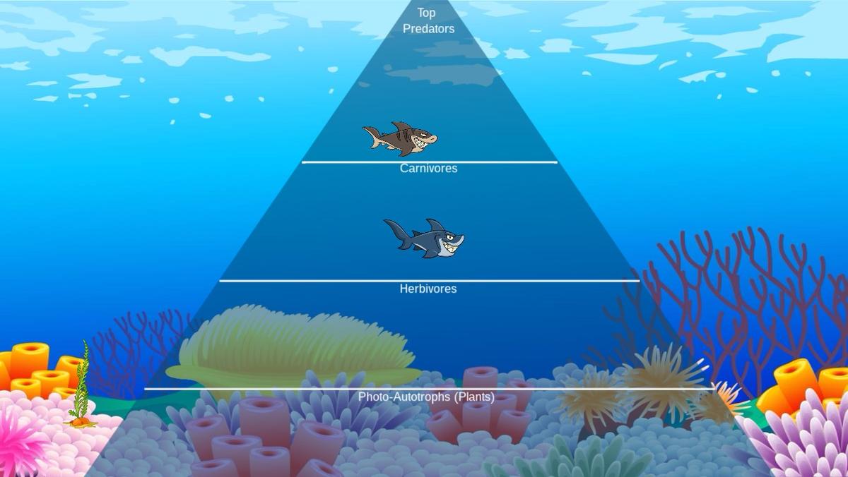 Ocean Ecological Pyramid