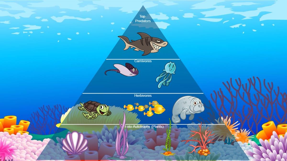 Ocean Ecological Pyramid