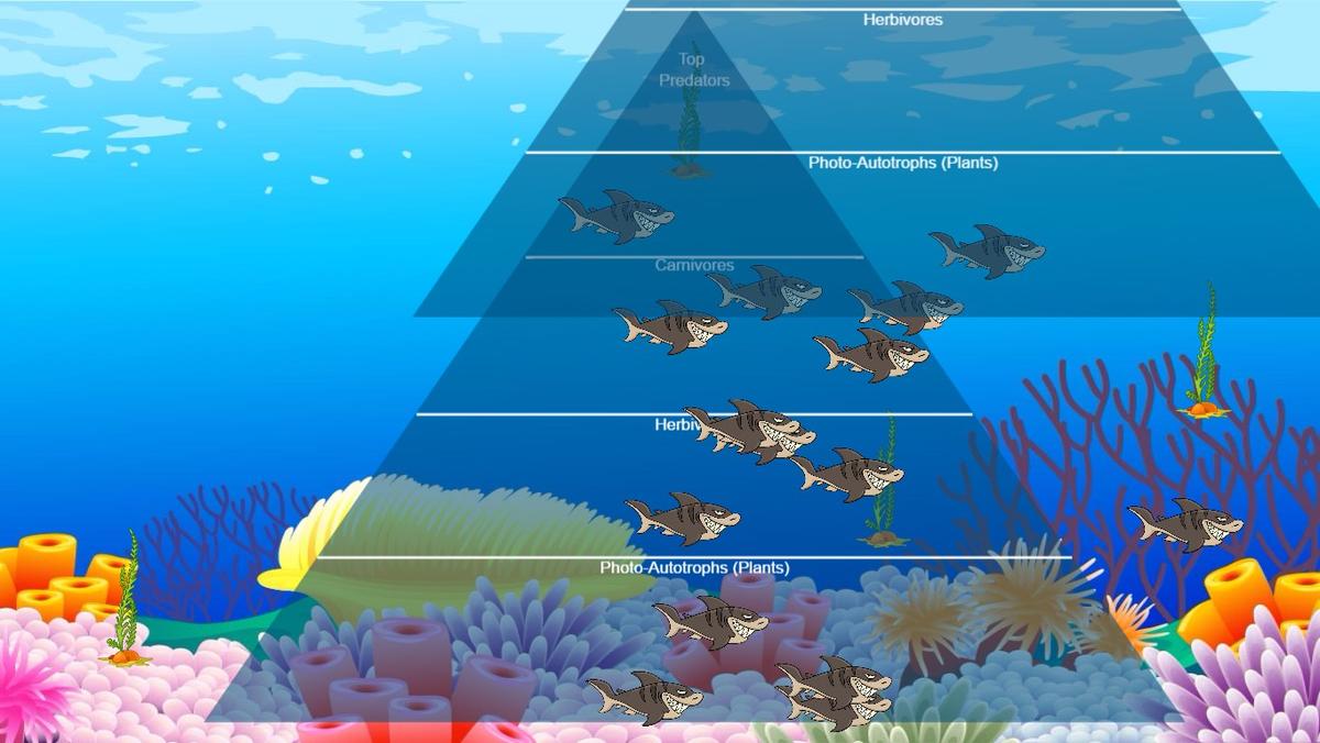 Ocean Ecological Pyramid