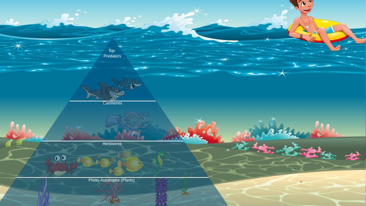 Ocean Ecological Pyramid